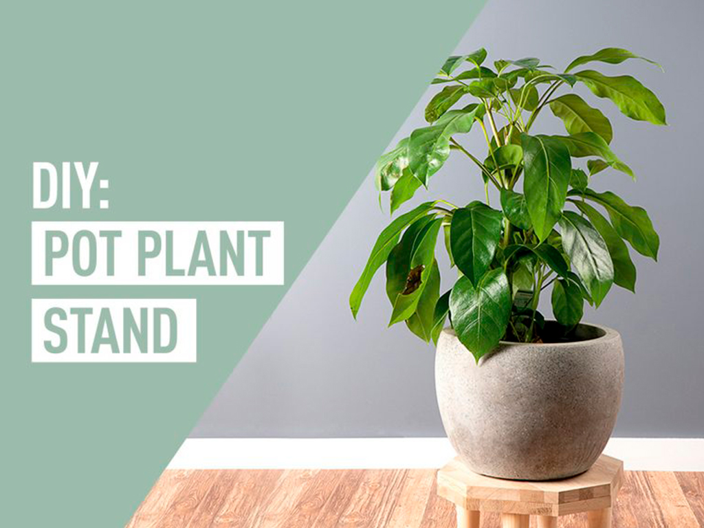 A pot plant stand